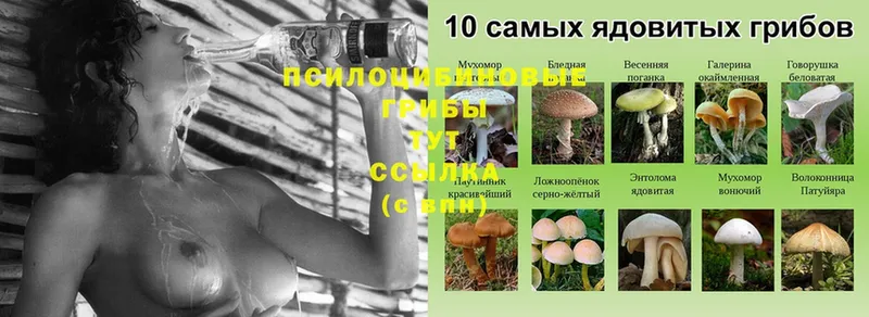 Псилоцибиновые грибы Psilocybine cubensis  Владикавказ 